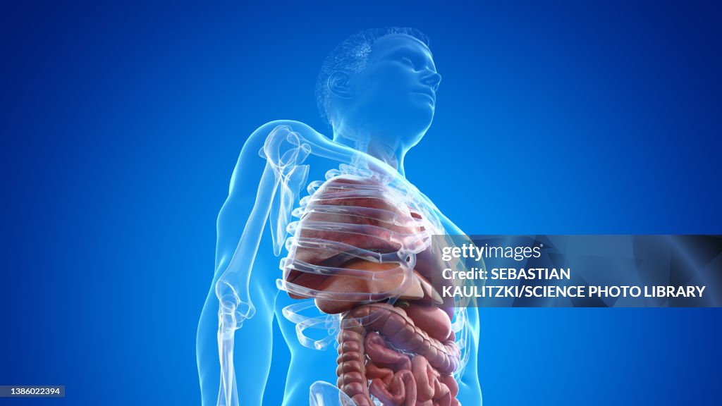 Thorax Anatomy Illustration High Biology Diagrams
