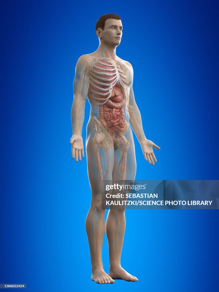 Human Anatomy Illustration High-Res Vector Graphic - Getty Images