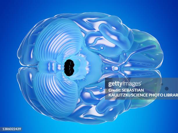 illustration of a blue brain - limbic system stock illustrations