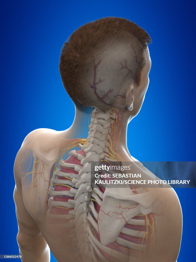 Neck Anatomy Illustration High Biology Diagrams