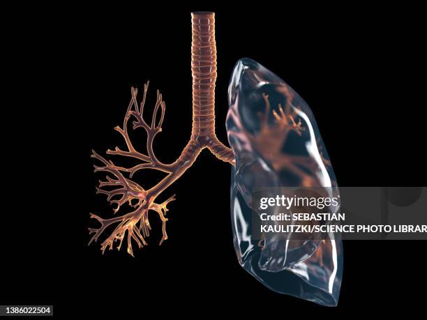 bronchi, illustration - bronchialbaum stock-grafiken, -clipart, -cartoons und -symbole