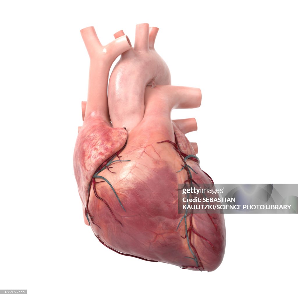 Human heart, illustration