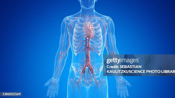 vascular system, illustration - human artery stock illustrations