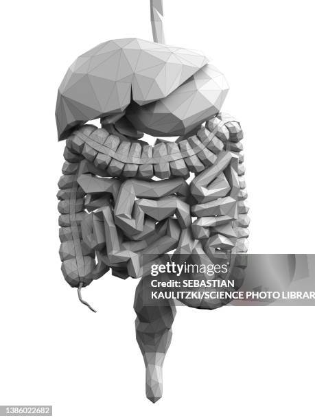 digestive system, abstract illustration - sigmoid colon stock illustrations