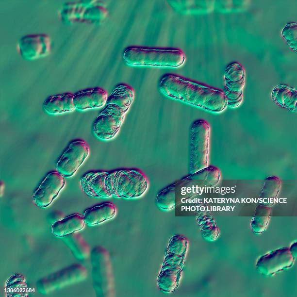 ilustrações de stock, clip art, desenhos animados e ícones de bacteroides sp. bacteria, illustration - úlcera de pressão