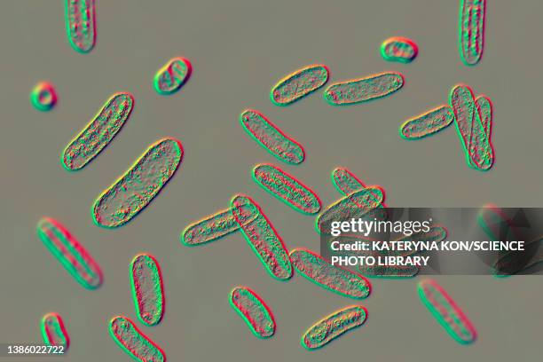 citrobacter bacteria, illustration - rod bacteria stock illustrations
