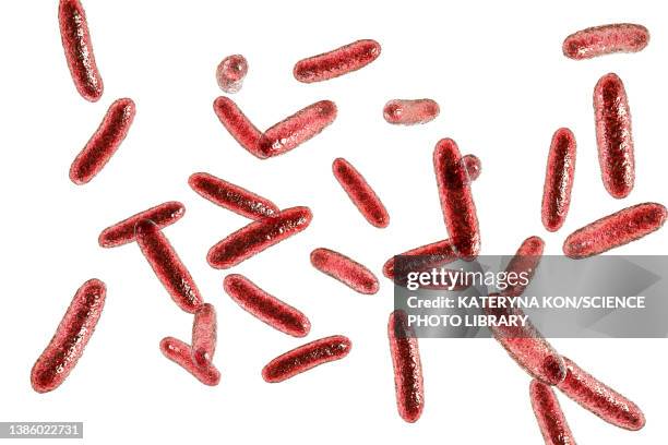 stockillustraties, clipart, cartoons en iconen met citrobacter bacteria, illustration - gram stain