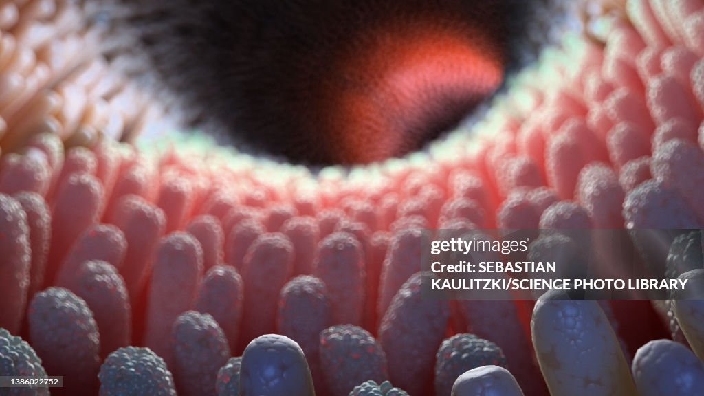 Intestinal villi, illustration