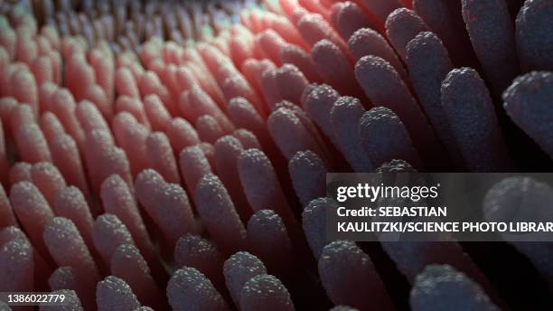 Intestinal Lining Riges 118 Intestinal Lining Stock Photos, High-Res Pictures, and Images ...