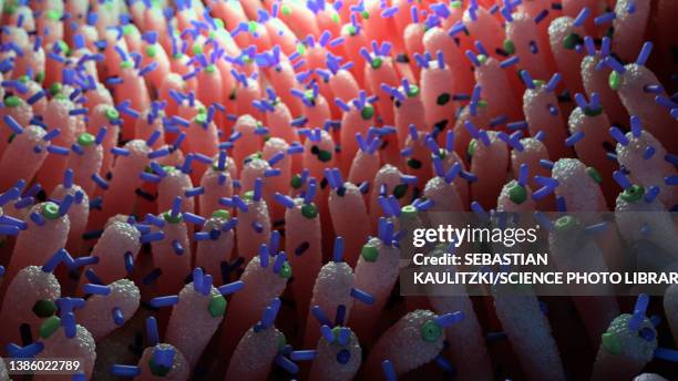 intestinal microbiome, illustration - microbiome stock illustrations