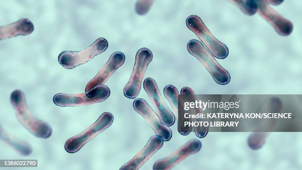 corynebacterium diphtheriae, illustration - corynebacterium diphtheriae stock illustrations