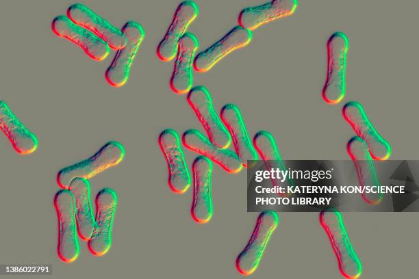 corynebacterium diphtheriae, illustration - corynebacterium diphtheriae stock illustrations