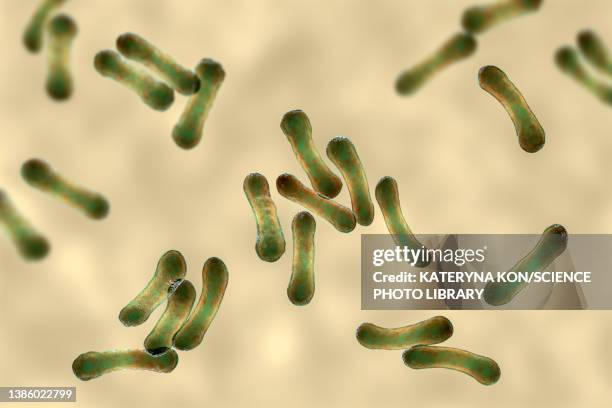 corynebacterium diphtheriae, illustration - corynebacterium diphtheriae stock illustrations