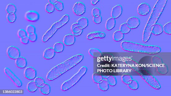 Bacteria of different shapes, illustration Bacteria of different shapes, illustration