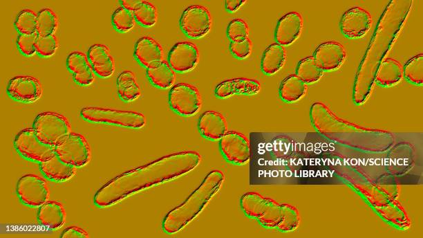 bacteria of different shapes, illustration - staphylococcus epidermidis stock illustrations