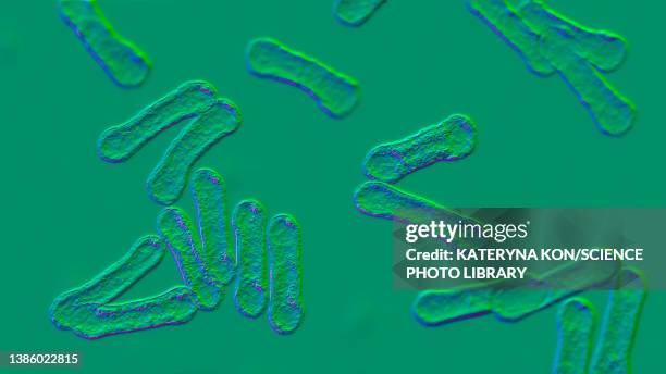 corynebacterium diphtheriae, illustration - corynebacterium diphtheriae stock illustrations