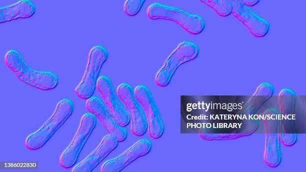corynebacterium diphtheriae, illustration - corynebacterium diphtheriae stock illustrations
