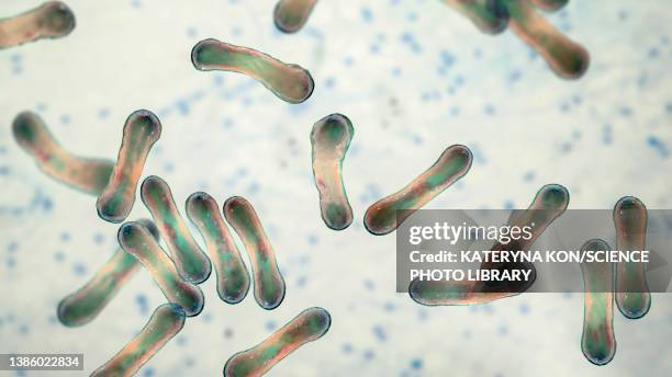 corynebacterium diphtheriae, illustration - corynebacterium diphtheriae stock illustrations