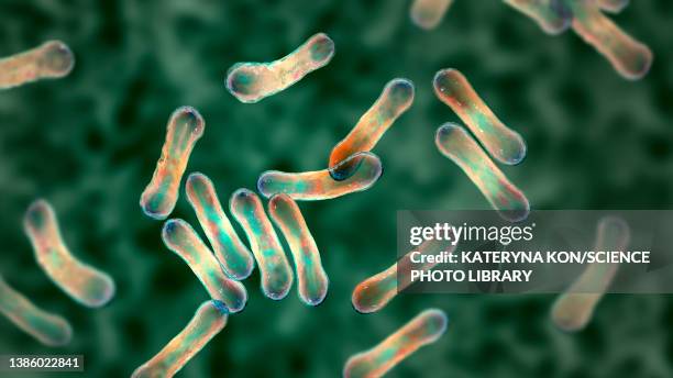 corynebacterium diphtheriae, illustration - corynebacterium diphtheriae stock illustrations