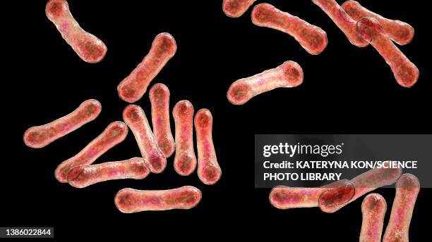 corynebacterium diphtheriae, illustration - corynebacterium diphtheriae stock illustrations