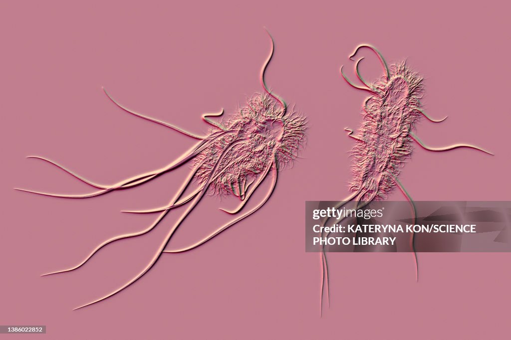 Escherichia coli bacteria, illustration