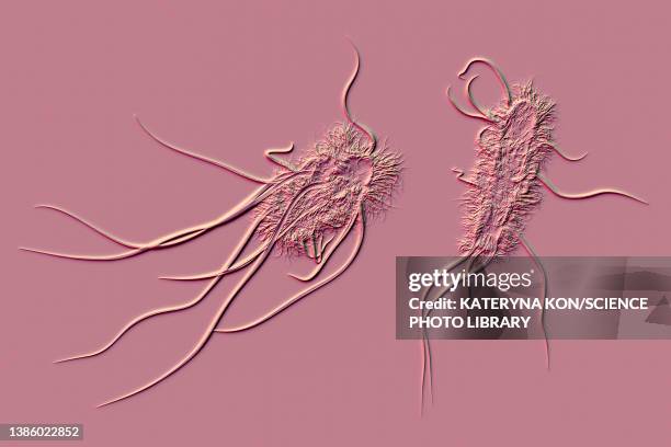 Coliform Drawing 54 Fecal Coliform Bacteria Stock Photos, High-Res Pictures, and Images ...