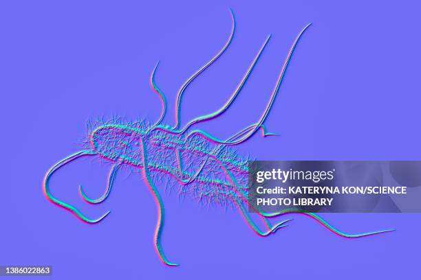 Coliform Drawing 54 Fecal Coliform Bacteria Stock Photos, High-Res Pictures, and Images ...