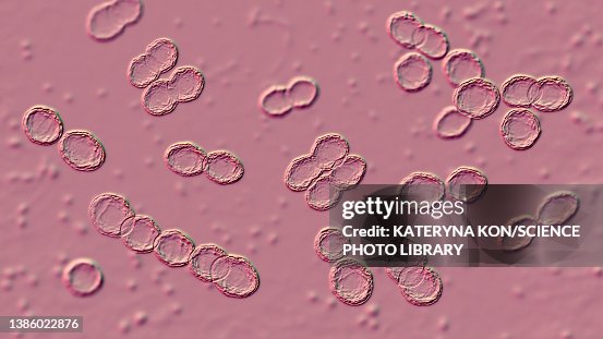 Lactococcus Intermedius Microscope Lactococcus Bacteria Illustration High-Res Vector Graphic - Getty Images