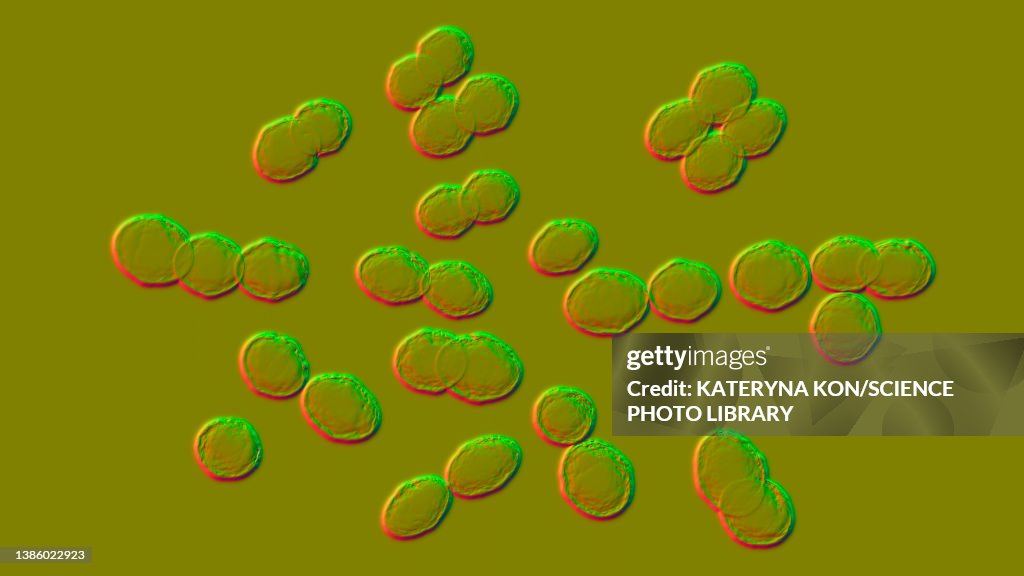 Lactococcus bacteria, illustration