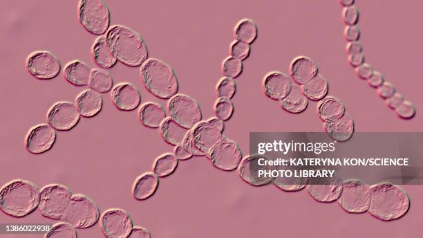 leuconostoc bacteria, illustration - leuconostoc stock illustrations