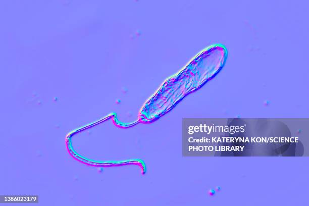 stockillustraties, clipart, cartoons en iconen met stenotrophomonas maltophilia bacteria, illustration - gram stain