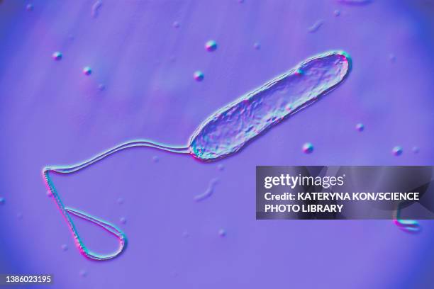 stenotrophomonas maltophilia bacteria, illustration - cell flagellum stock-grafiken, -clipart, -cartoons und -symbole