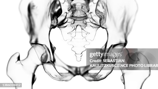 Hip bone, illustration Hip bone, illustration