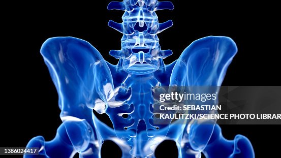 Hip bone, illustration Hip bone, illustration