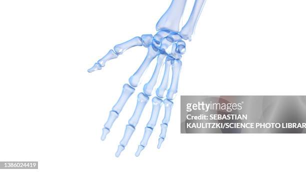 bones of the hand, illustration - physik stock illustrations