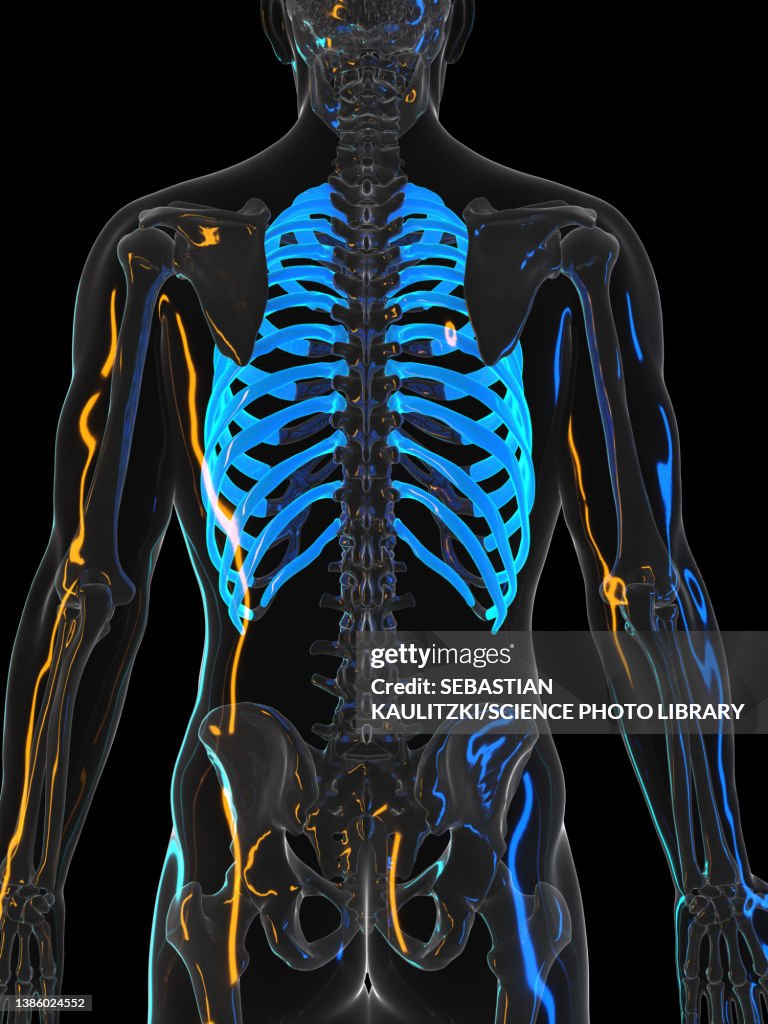 Ribs Illustration High-Res Vector Graphic - Getty Images