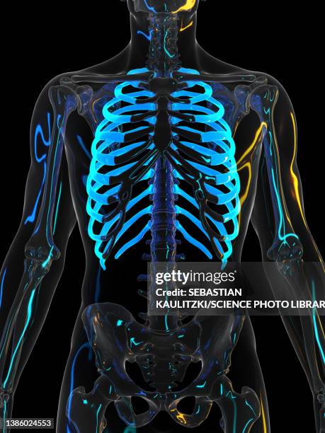 Human Rib Dip 252 Shiny Ribs Stock Photos, High-Res Pictures, and Images - Getty Images