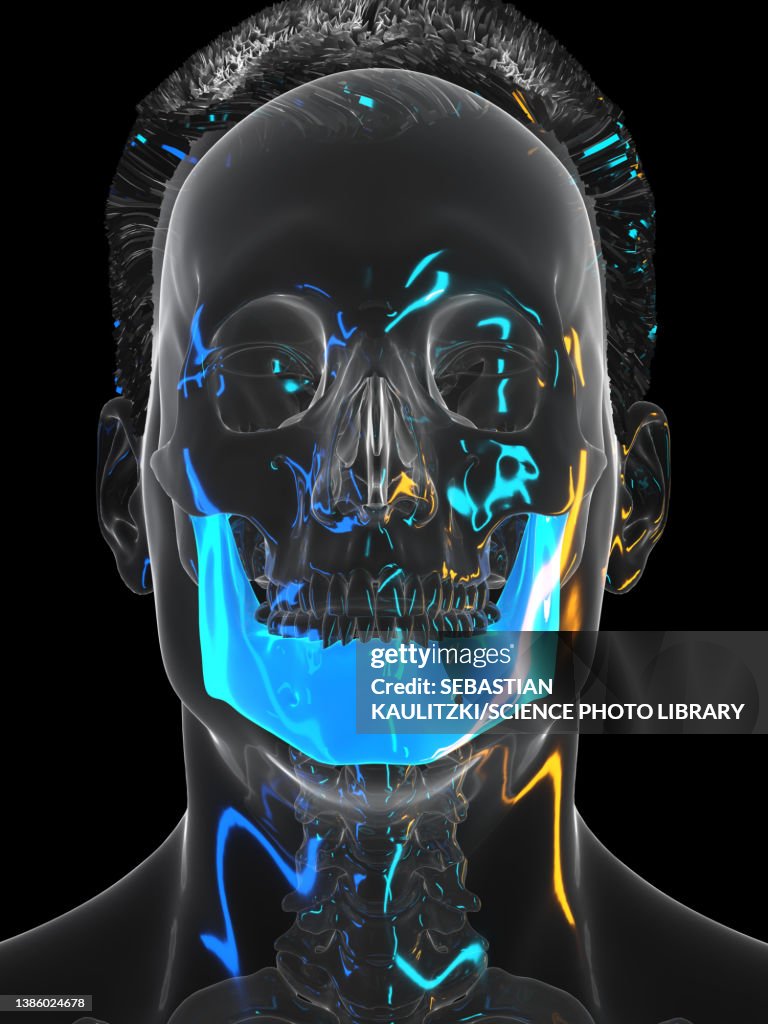 Jaw Illustration High-Res Vector Graphic - Getty Images