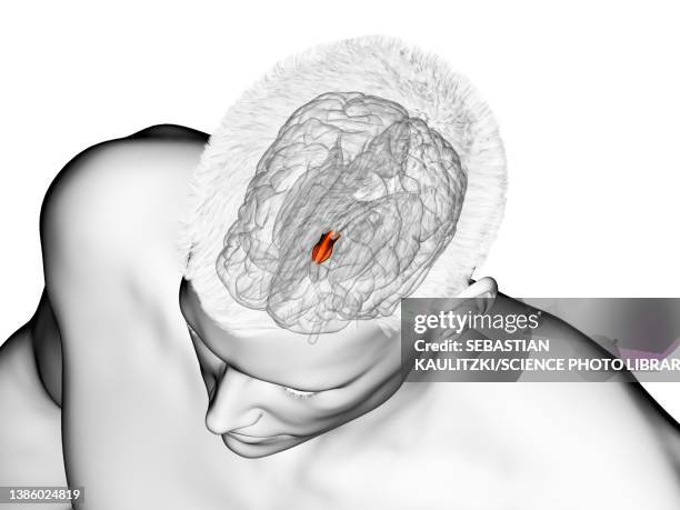 stockillustraties, clipart, cartoons en iconen met hypothalamus, illustration - hypothalamus