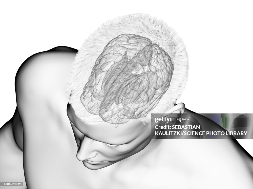 Cortex Pencil Cortex Illustration High-Res Vector Graphic - Getty Images