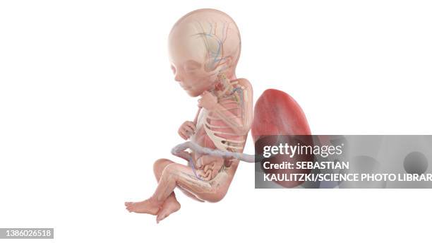 human foetus anatomy at week 18, illustration - 18 week foetus stock illustrations