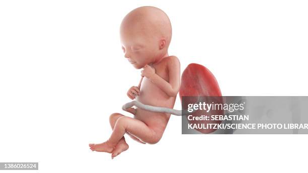 human foetus at week 18, illustration - 18 week foetus stock illustrations