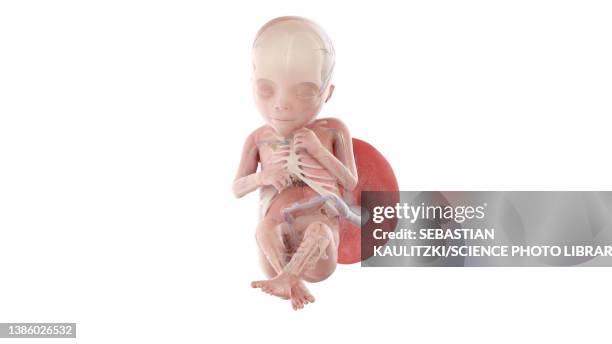 human foetus anatomy at week 18, illustration - 18 week foetus stock illustrations