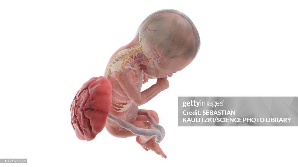 Human Foetus Anatomy At Week 25 Illustration High Biology Diagrams