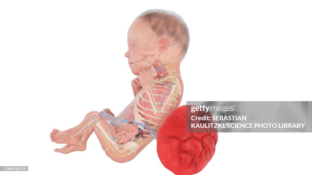 Human Foetus Anatomy At Week 26 Illustration High Biology Diagrams