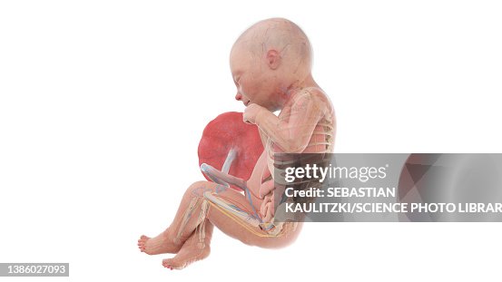 Human Foetus Anatomy At Week 33 Illustration High Biology Diagrams