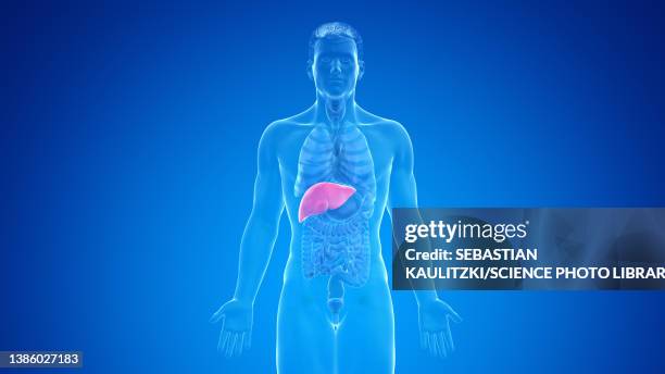 human liver, illustration - cirrhosis 幅插畫檔、美工圖案、卡通及圖標