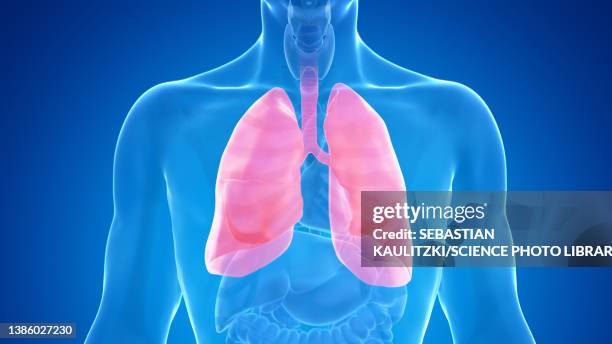 bildbanksillustrationer, clip art samt tecknat material och ikoner med human lung, illustration - lunga