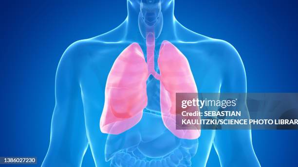 human lung, illustration - thorax stock illustrations