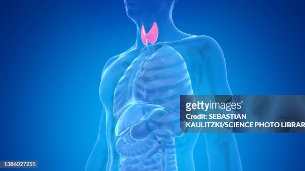 human thyroid gland, illustration - thyroid gland stock-grafiken, -clipart, -cartoons und -symbole